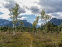 Kleiner Fotoabstecher ins Moorgebiet